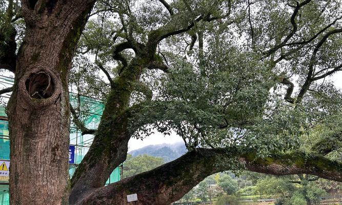 揭秘史上最坑50攻略（探索游戏世界中的50个艰难攻略，颠覆你的游戏体验）